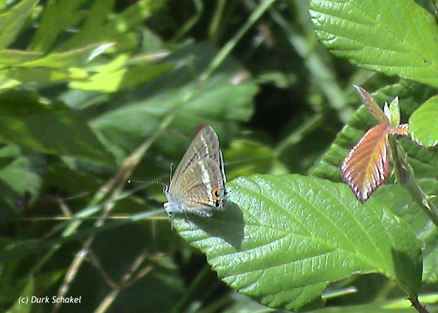 Long-tailed Blue - 2007