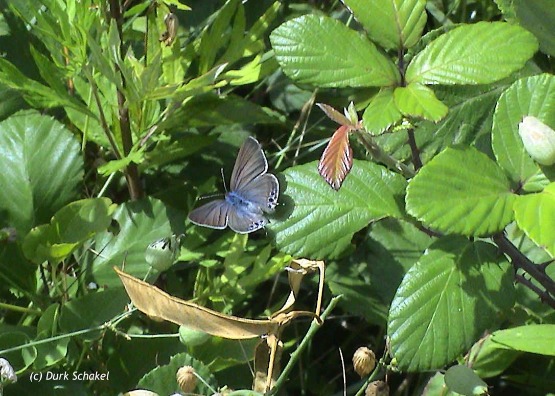 Long-tailed Blue - 2007