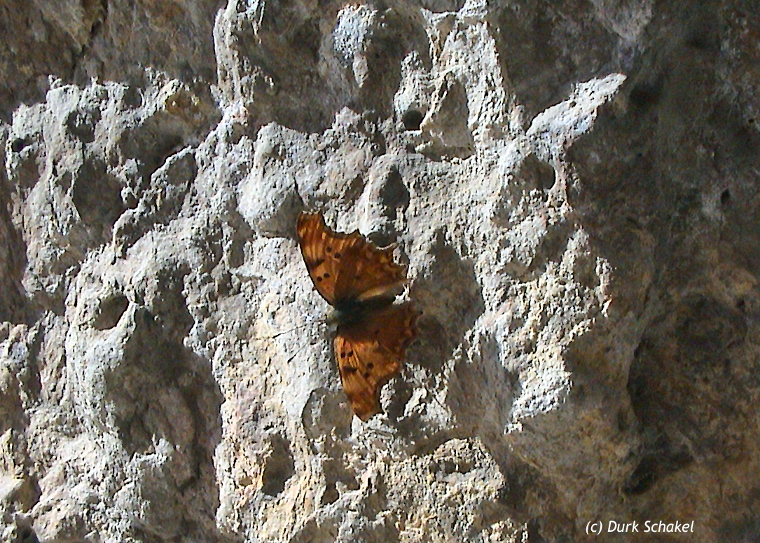 Southern Comma - 2008
