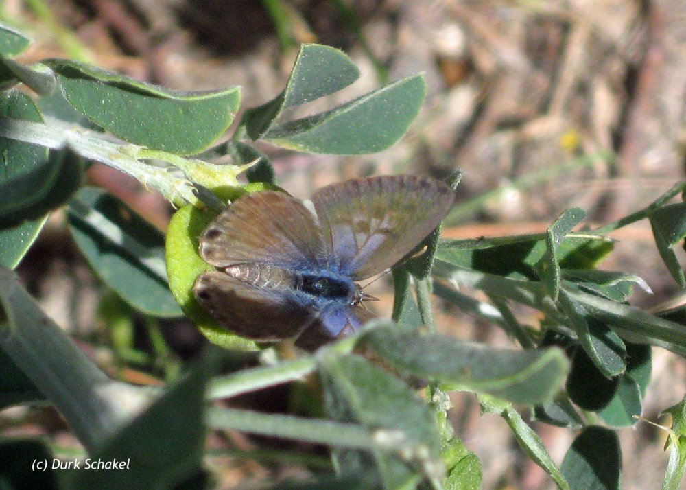 Long-tailed Blue - 2010