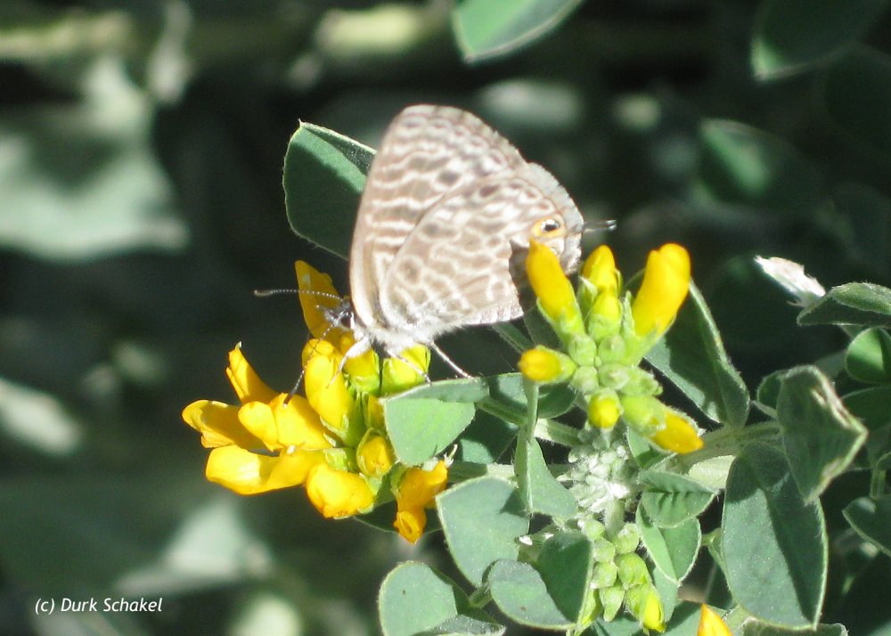 Lang's Short-tailed Blue - 2010