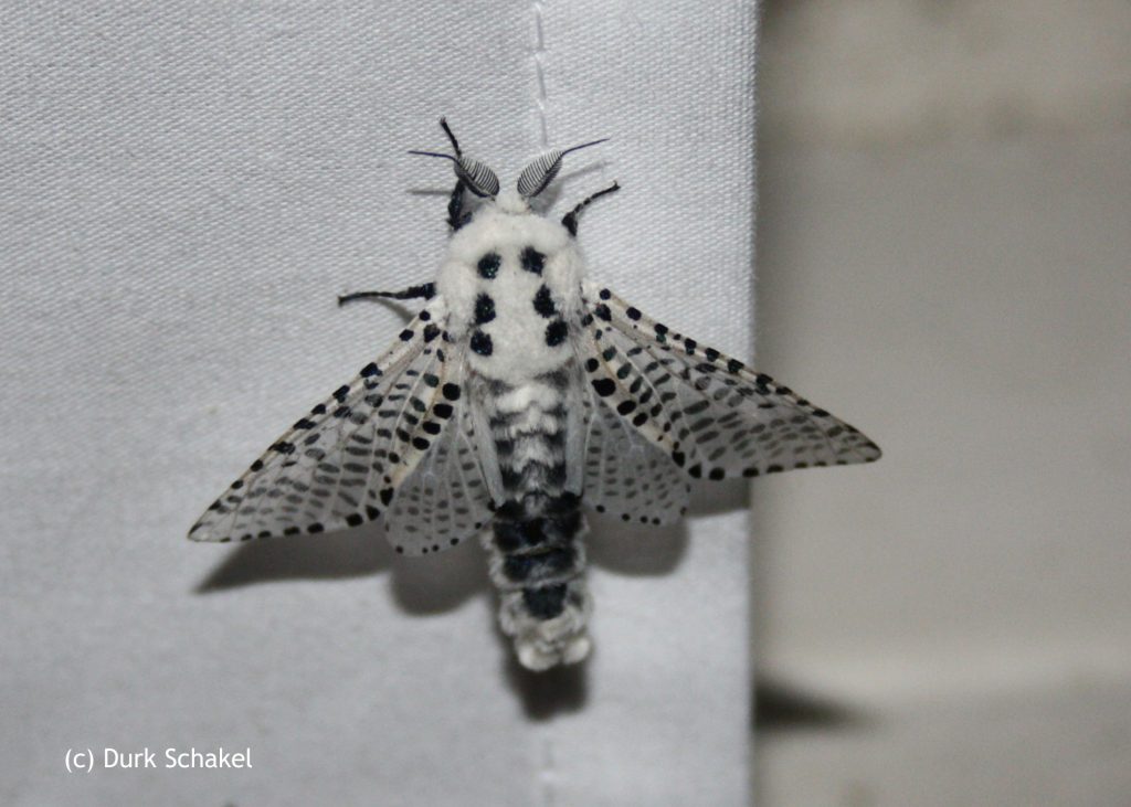Leopard Moth - 2017