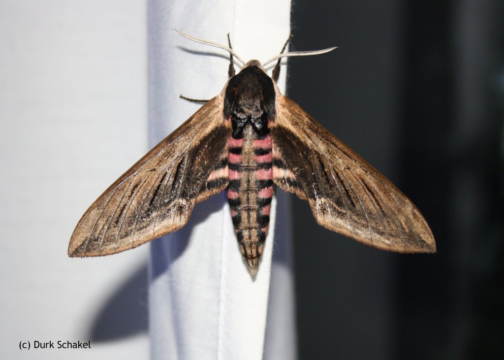 Privet Hawk-moth - 2017