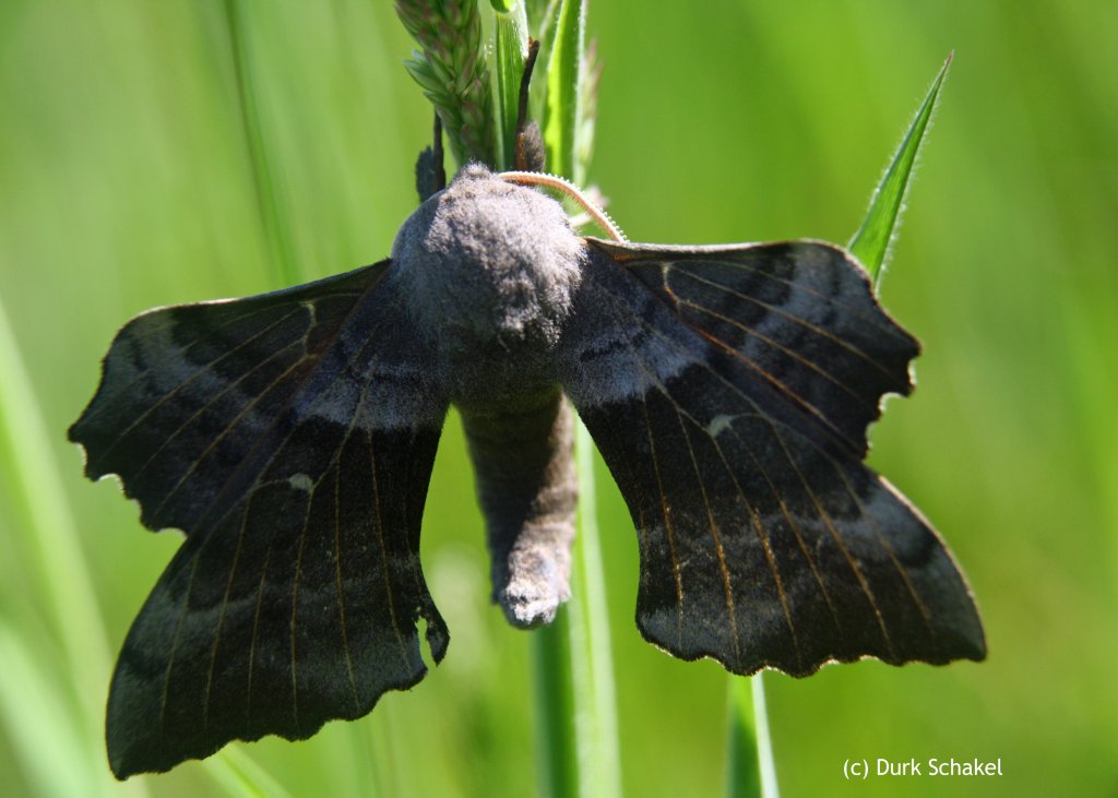 Poplar Hawk-moth - 2017