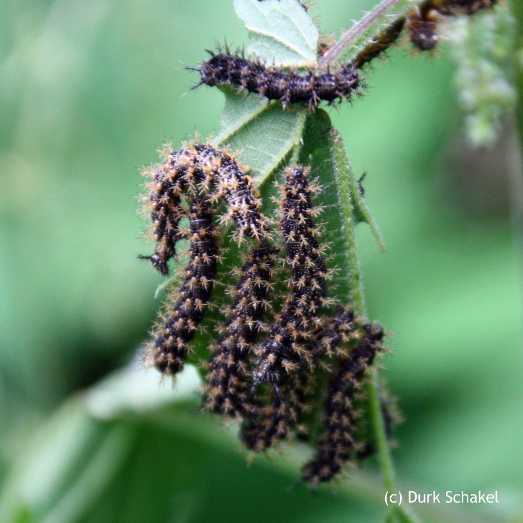 Map Butterfly (caterpillar)