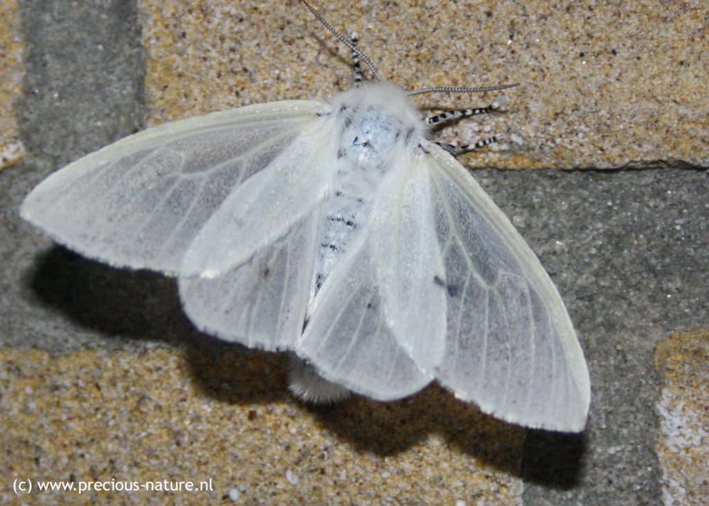 White Satin Moth (female) - 2018