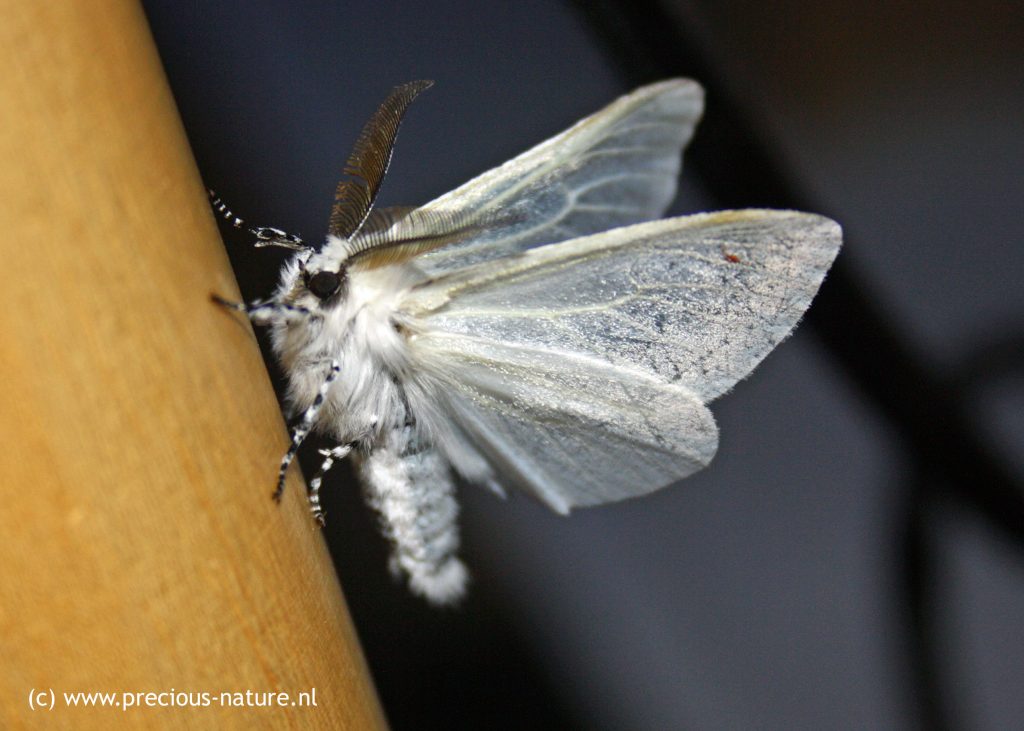 White Satin Moth (male) - 2018