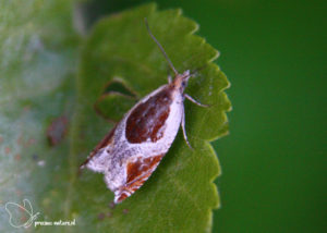 Purperrode haakbladroller - 2019