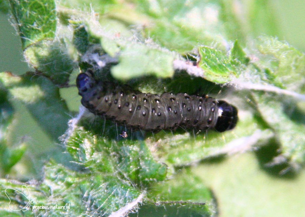 Marbled Orchard Tortrix (caterpillar)