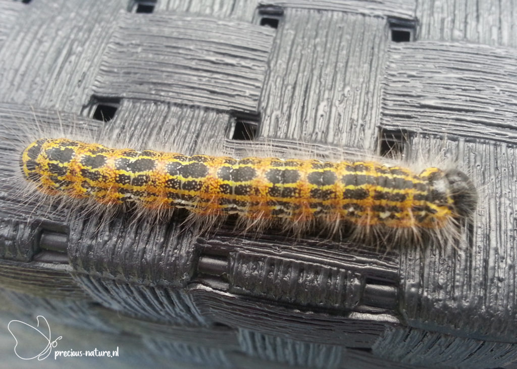 Buff-tip (caterpillar) - 2013