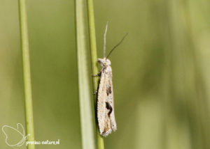 Gewone biesbladroller - 2020