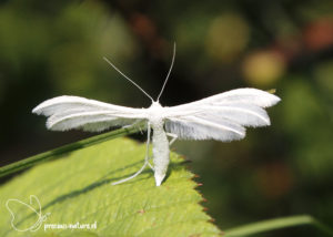 White Plume Moth - 2020