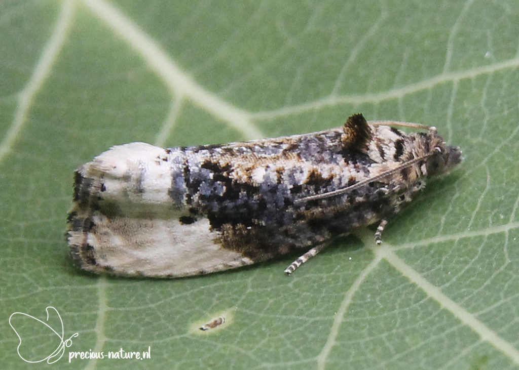 Marbled Orchard Tortrix - 2020