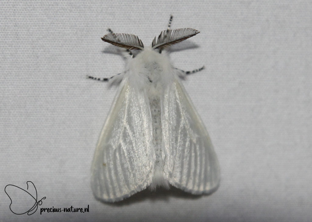White Satin Moth - 2020