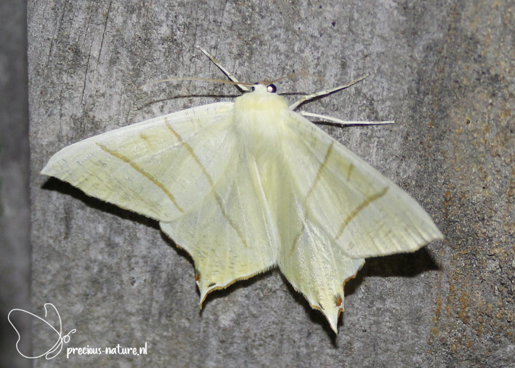 Swallow-tailed Moth - 2020