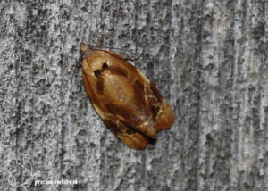 Zomerbladroller - 2020