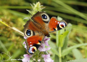 Peacock Butterfly - 2020