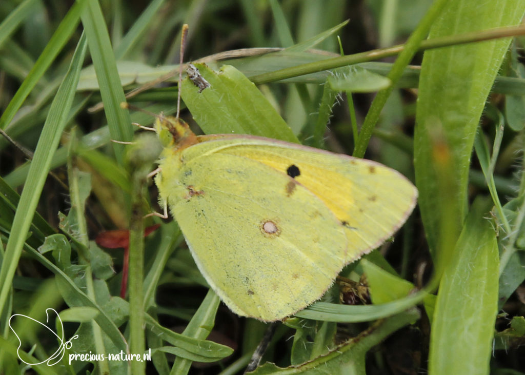 Clouded Yellow - 2020