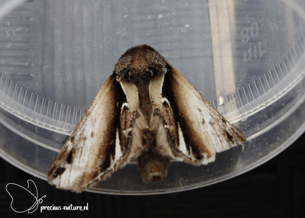 Lesser Swallow Prominent - 2020