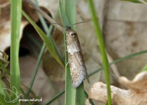 Voorjaarsbladroller - 2021