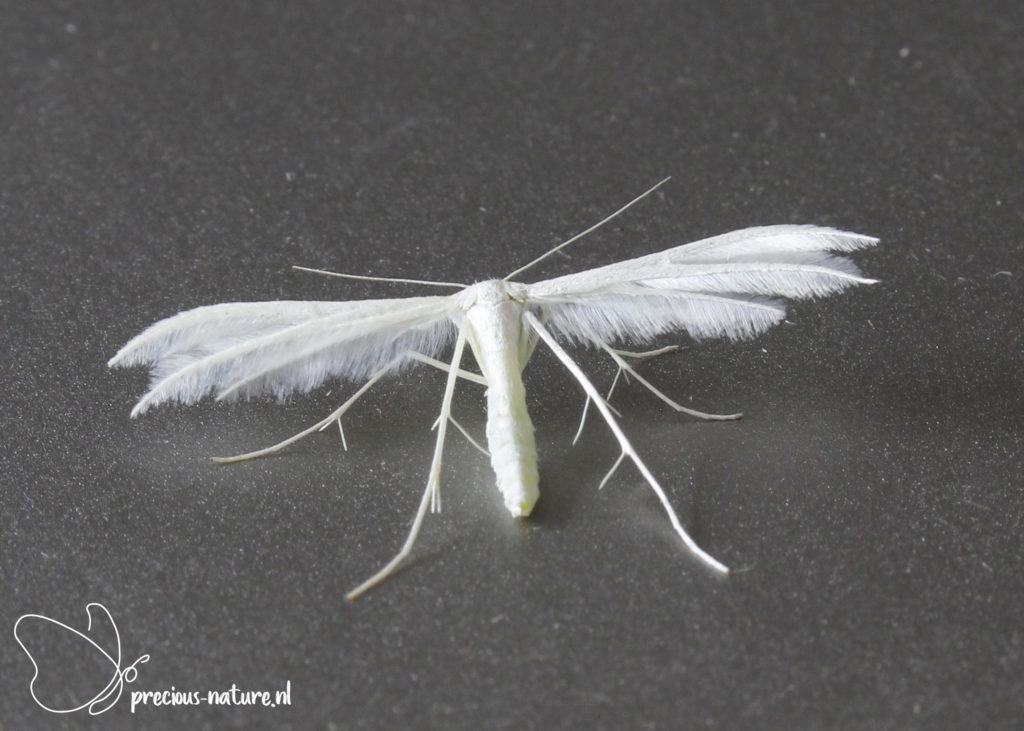 White Plume Moth - 2021