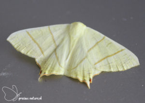 Swallow-tailed Moth - 2021