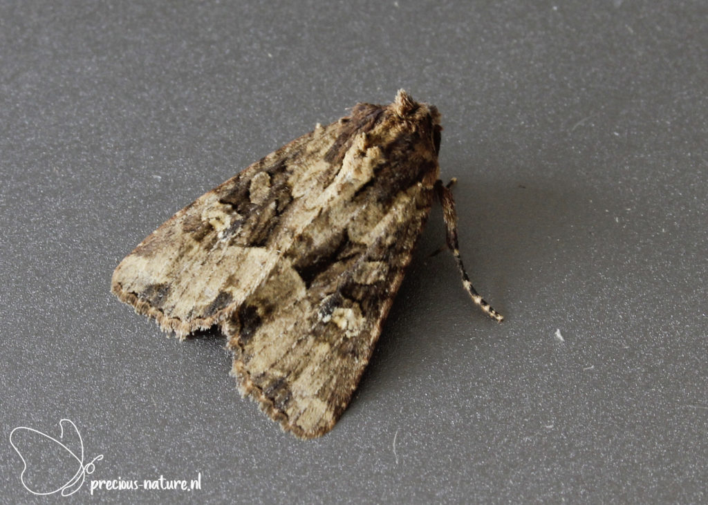Small Clouded Brindle - 2021