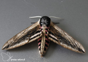 Privet Hawk-moth - 2021
