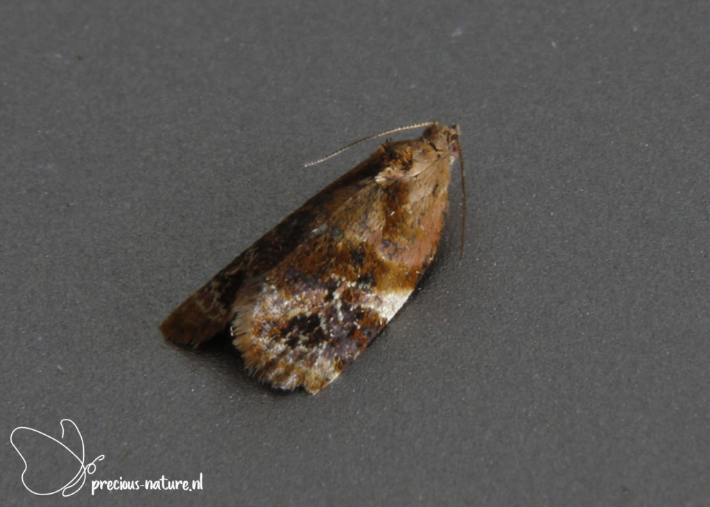 Red-barred Tortrix - 2021