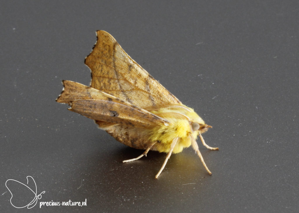 Canary-shouldered Thorn - 2021