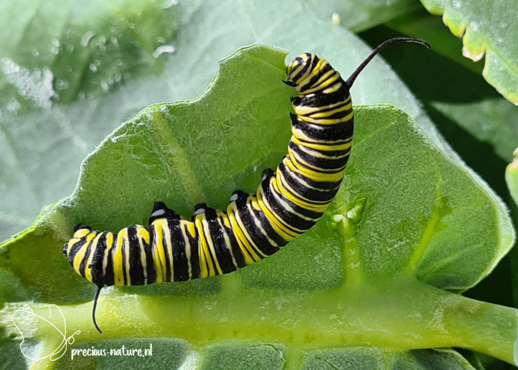Monarch Butterfly (caterpillar) - 2021