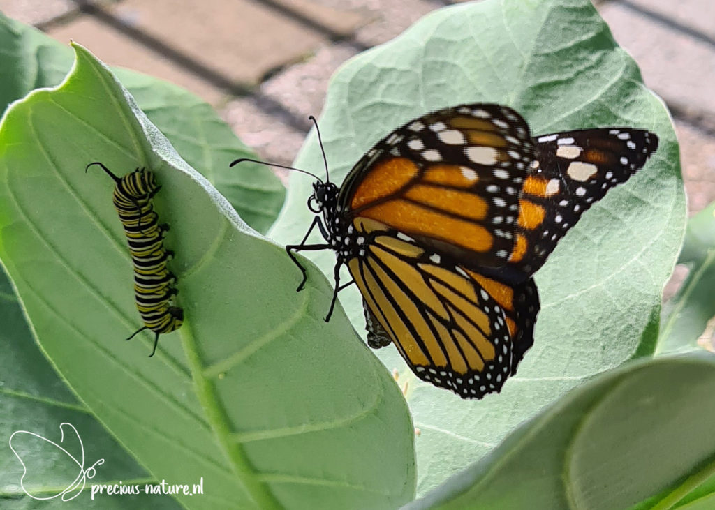 Monarch Butterfly - 2021