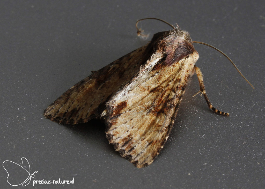 Clouded-bordered Brindle - 2022
