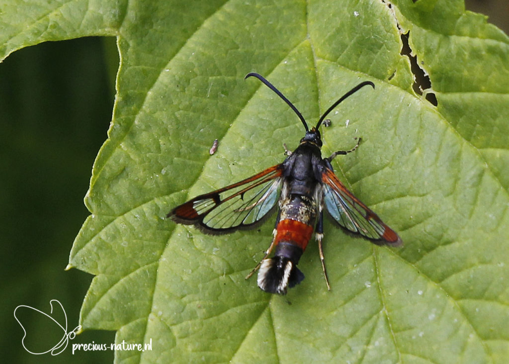 Red-tipped Clearwing - 2022