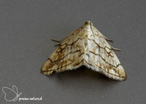 Purple-backed Cabbageworm Moth - 2022