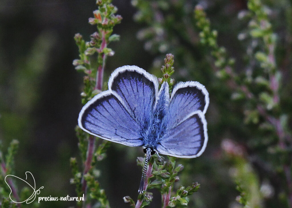 Silver-studded Blue - 2022