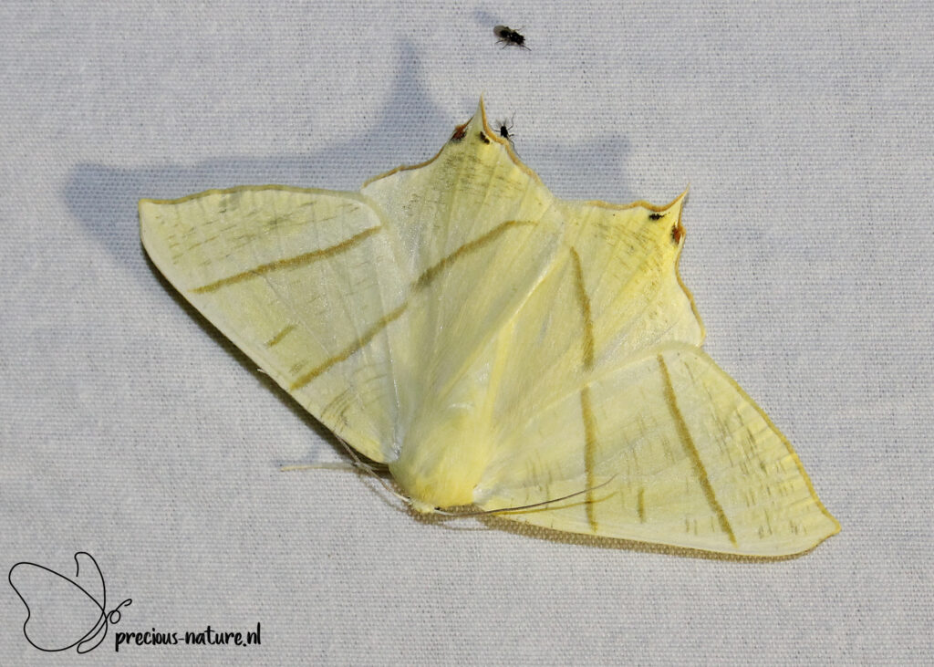 Swallow-tailed Moth - 2022