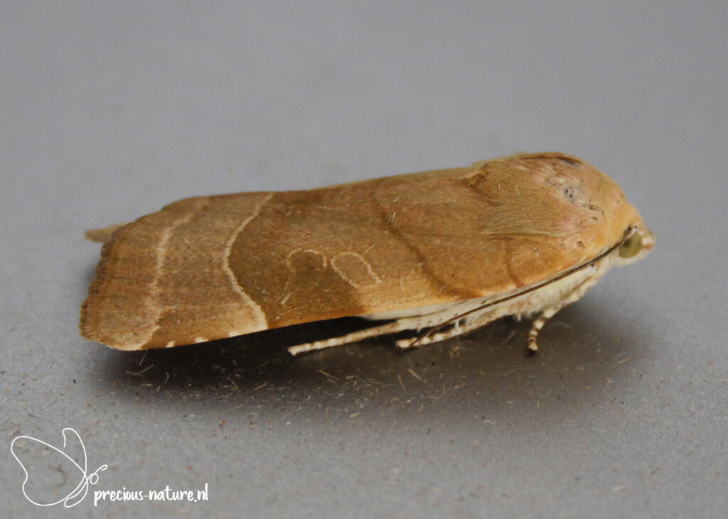 Broad-bordered Yellow Underwing - 2022
