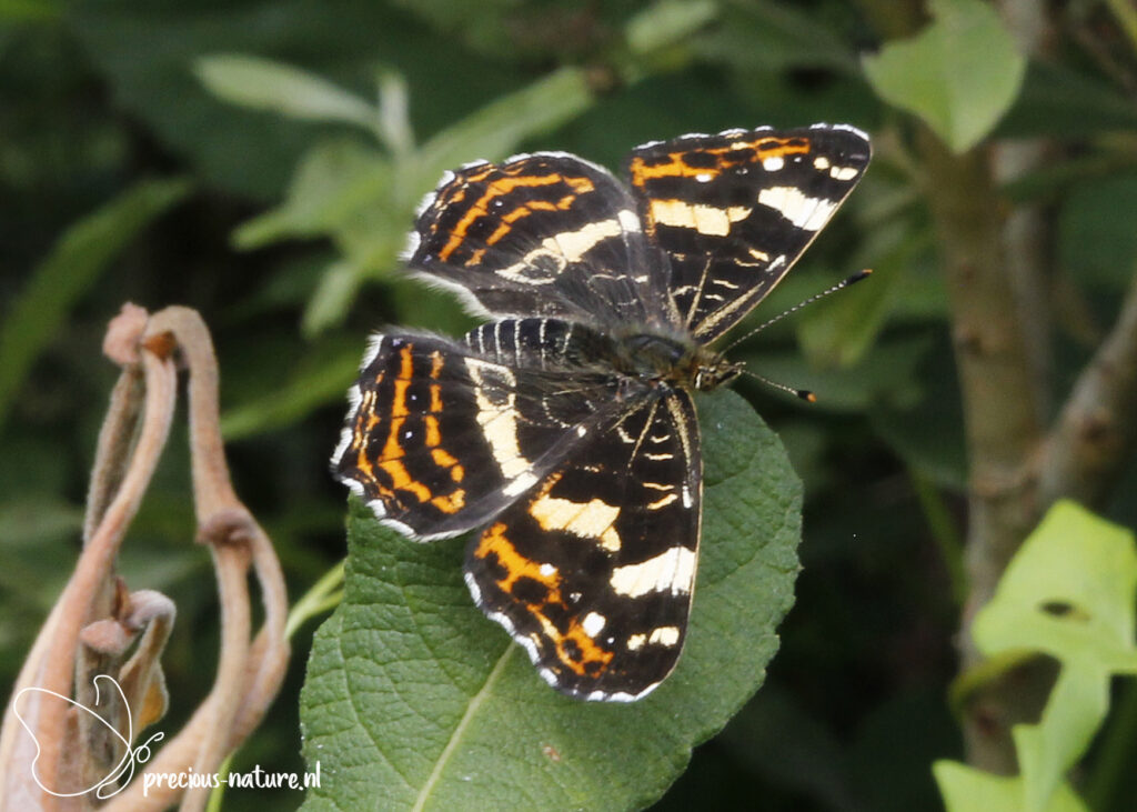 Map Butterfly (summer brood) - 2022