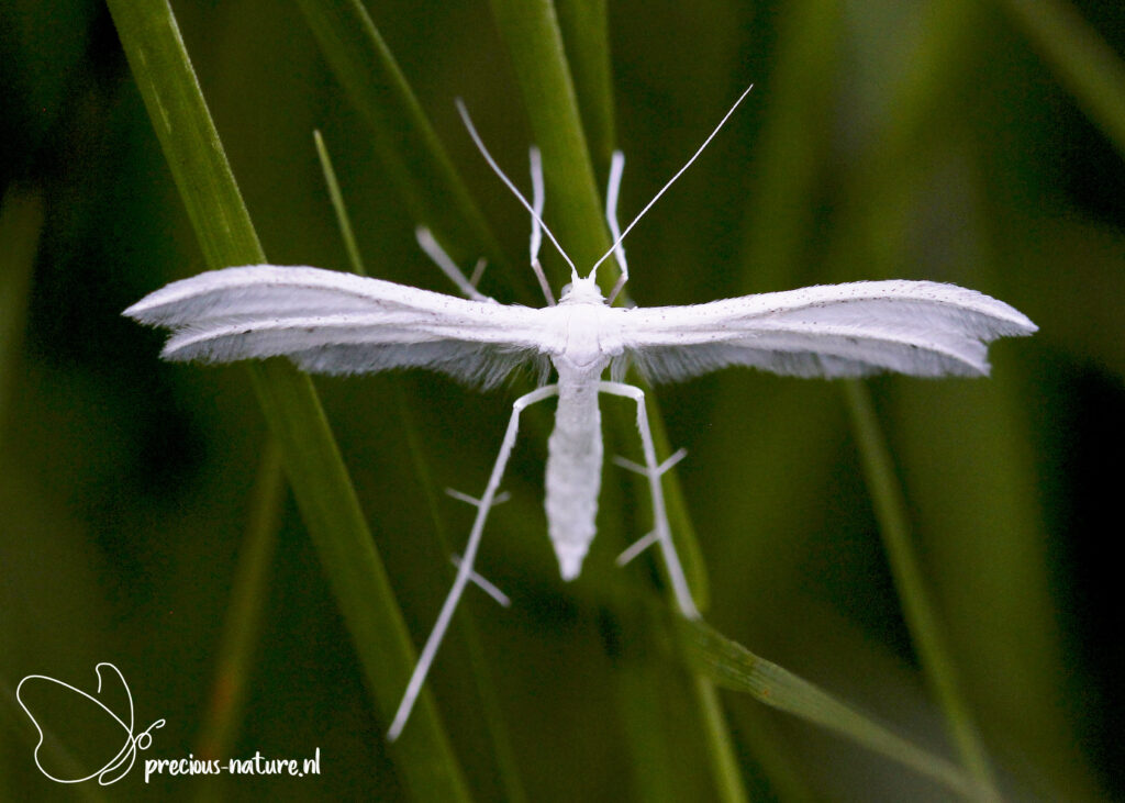 White Plume Moth - 2023