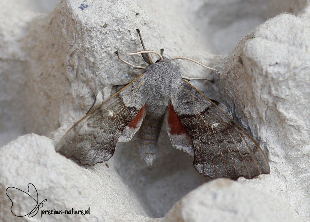 Poplar Hawk-moth - 2023