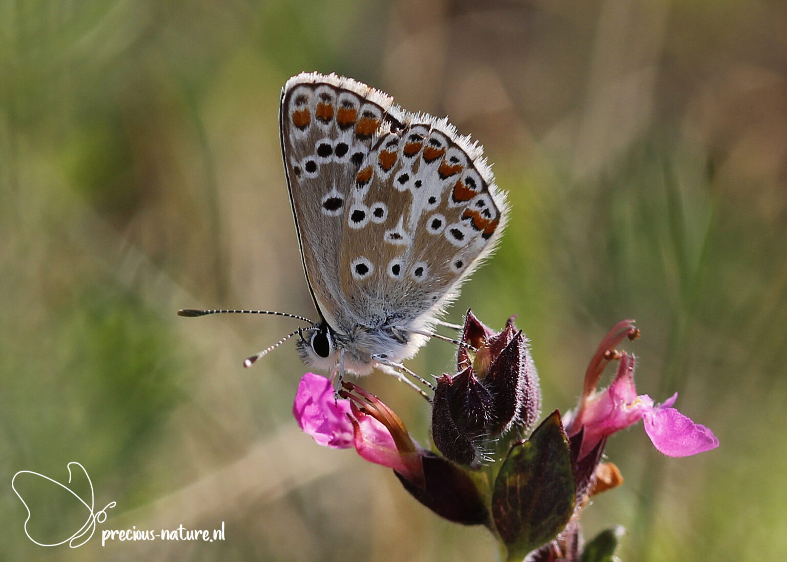 Blauwtjes | De wondere wereld voor natuurliefhebbers