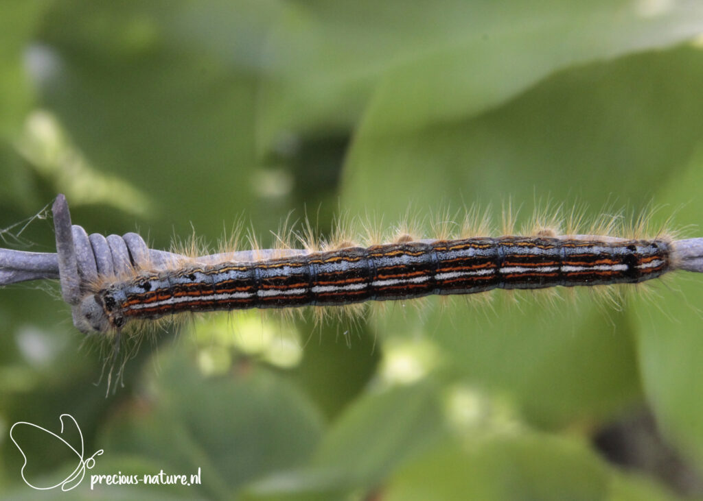 Lackey Moth (caterpillar) - 2023