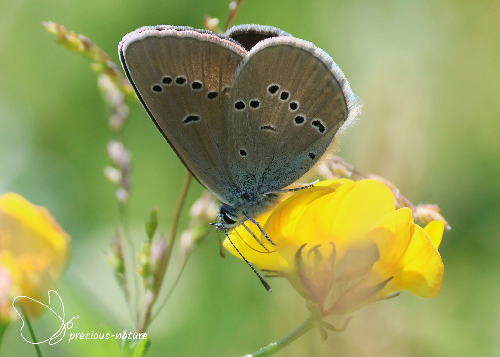 Blauwtjes | De wondere wereld voor natuurliefhebbers