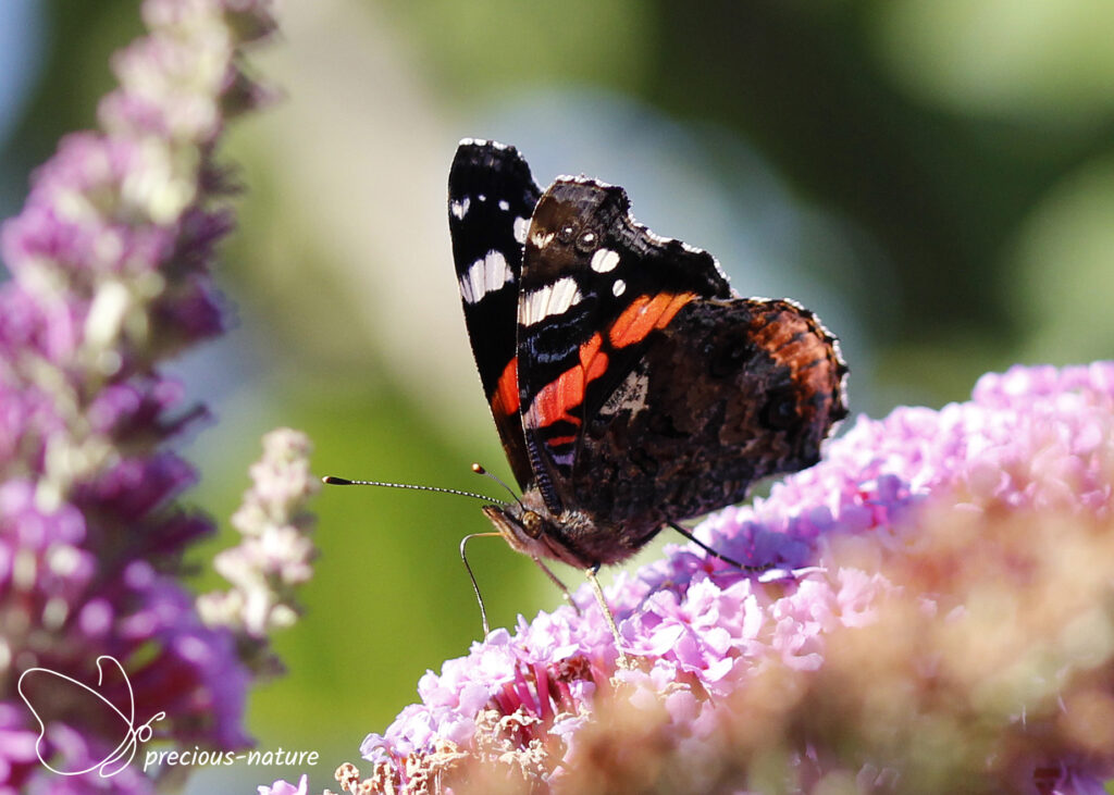 Red Admiral - 2023