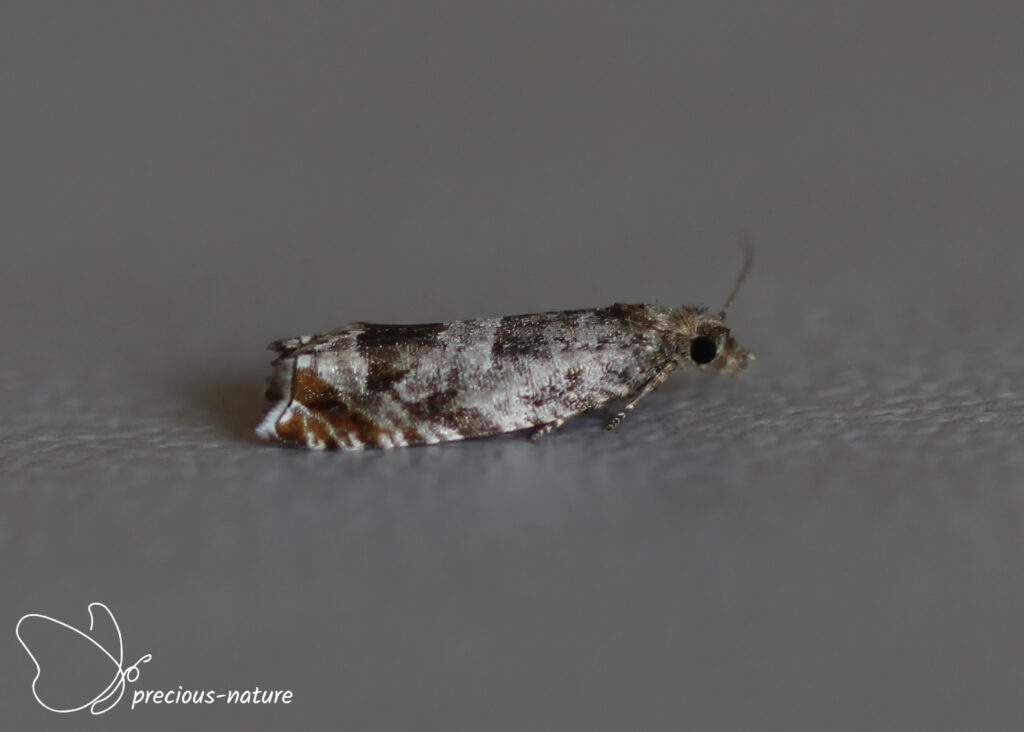 Triangle-marked Tortrix - 2023