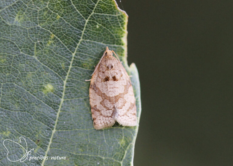 Archipini | De wondere wereld voor natuurliefhebbers