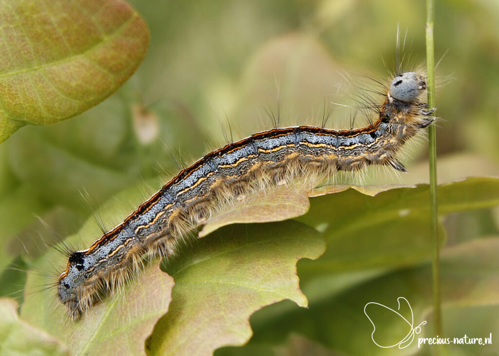 Lackey Moth (caterpillar) - 2020