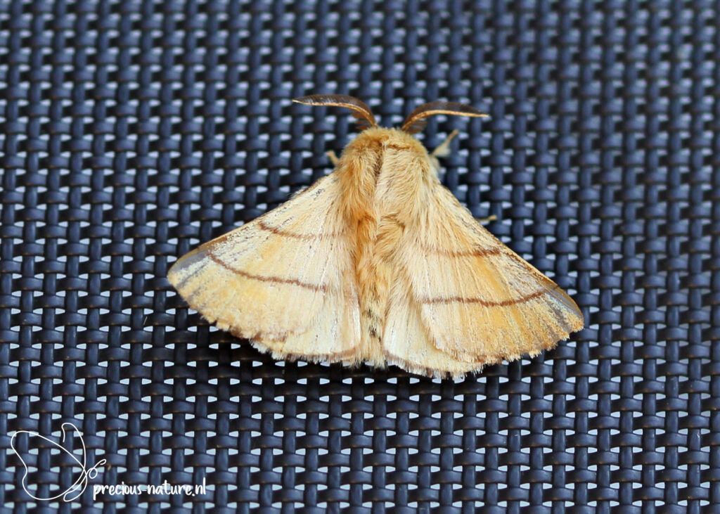 Lackey Moth - 2023