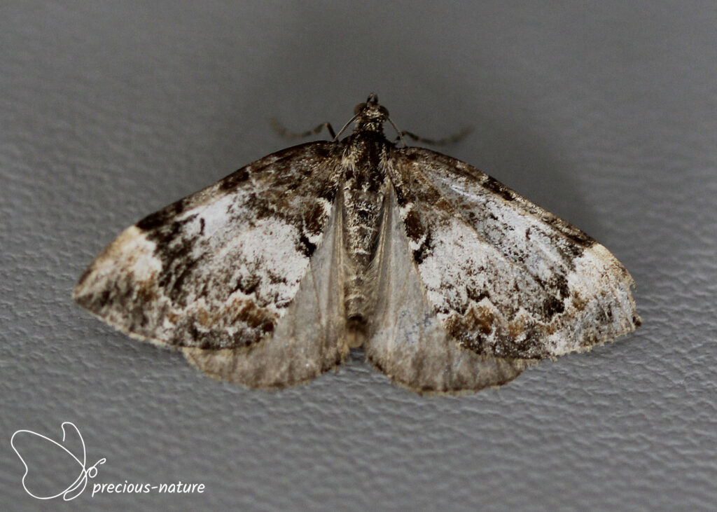 Common Marbled Carpet - 2024
